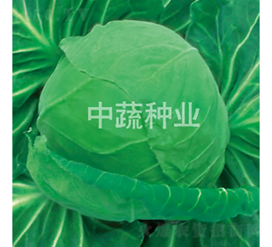 103甘藍-甘藍種子-中蔬種業(yè)