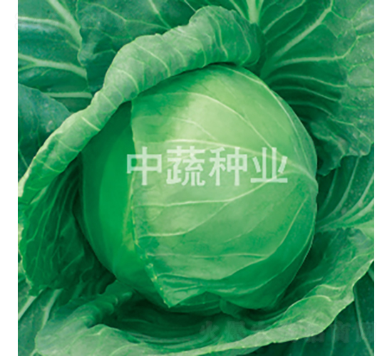 ä¸­ç”˜301-ç”˜è—ç¨®å­-ä¸­è”¬ç¨®æ¥­(yÃ¨)