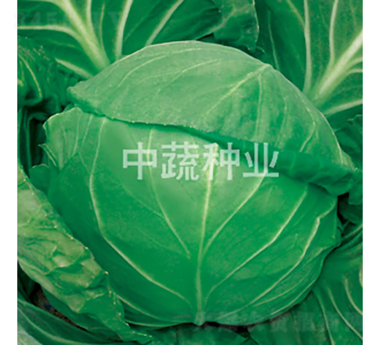 中甘628-甘藍種子-中蔬種業(yè)
