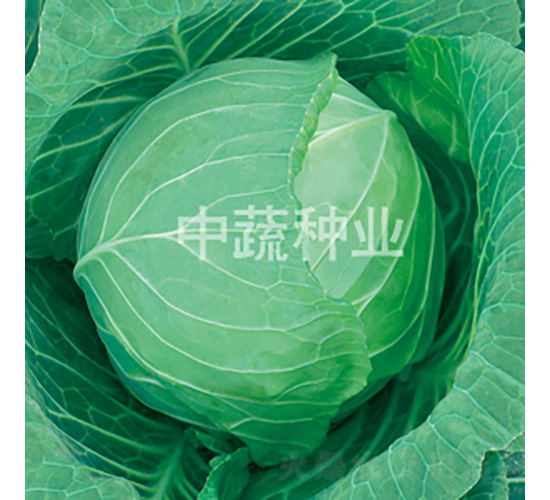 中甘596-甘藍種子-中蔬種業(yè)