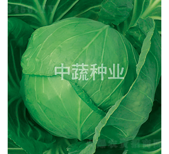 ä¸­ç”˜828-ç”˜è—(lÃ¡n)ç¨®å­-ä¸­è”¬ç¨®æ¥­(yÃ¨)