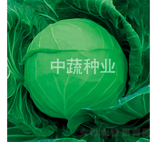 ä¸­ç”˜192-ç”˜è—ç¨®å­-ä¸­è”¬ç¨®æ¥­(yÃ¨)