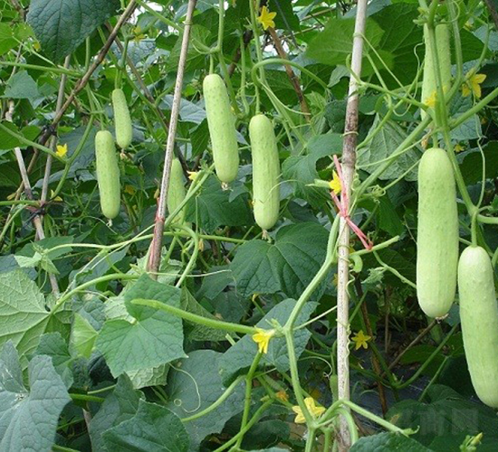 廣良5號(hào)水果黃瓜-黃瓜種子-廣良