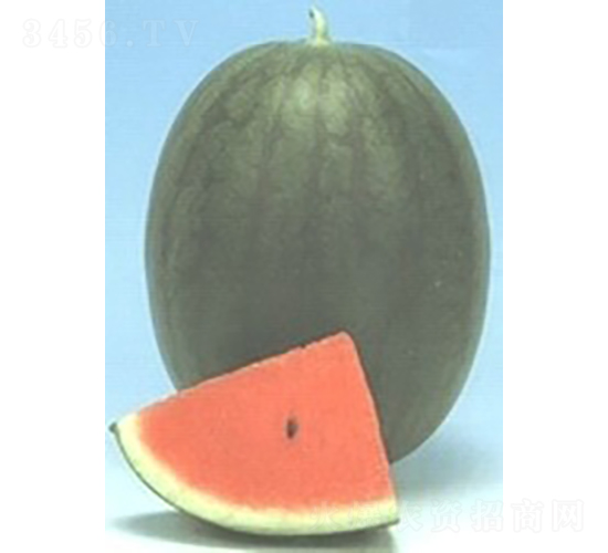 小寶西瓜-西瓜種子-廣良