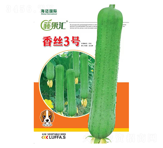 香絲3號(hào)-絲瓜種子-藤果匯-海邁國(guó)際