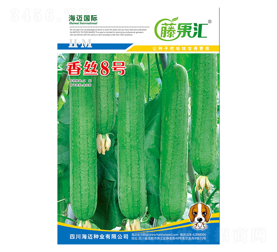 香絲8號(hào)-絲瓜種子-藤果匯-海邁國(guó)際