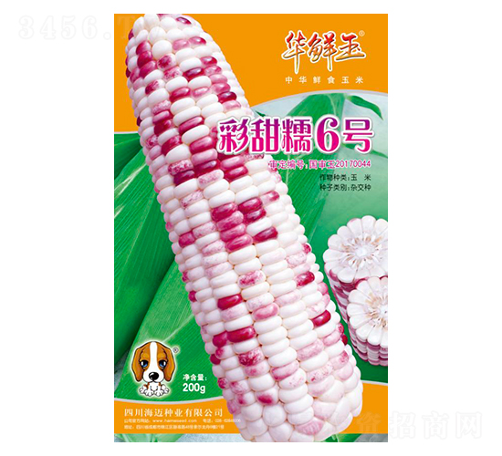 彩甜糯6號-玉米種子-華鮮玉-海邁國際