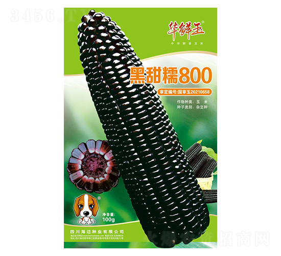黑甜糯800-玉米種子-華鮮玉-海邁國際