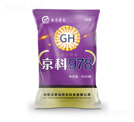 京科978（紫）-玉米種子-蒙龍種業(yè)