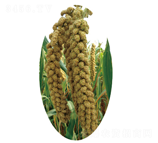 æ™‰è°·34è™Ÿ(hÃ o)-å°ç±³ç¨®å­-é¾ç”Ÿç¨®æ¥­(yÃ¨)