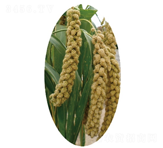 晉谷41號-小米種子-龍生種業(yè)