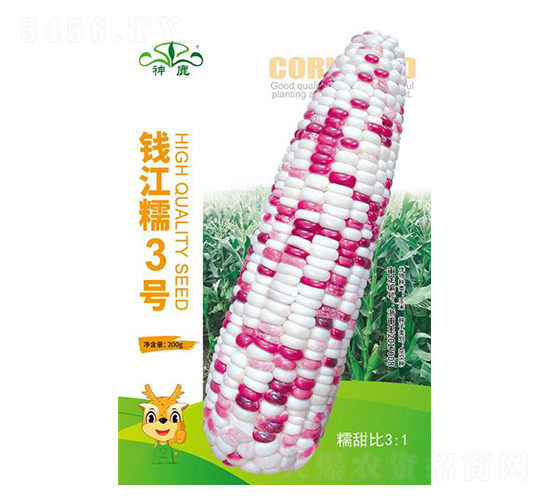 錢江糯3號玉米種子-神鹿種業(yè)