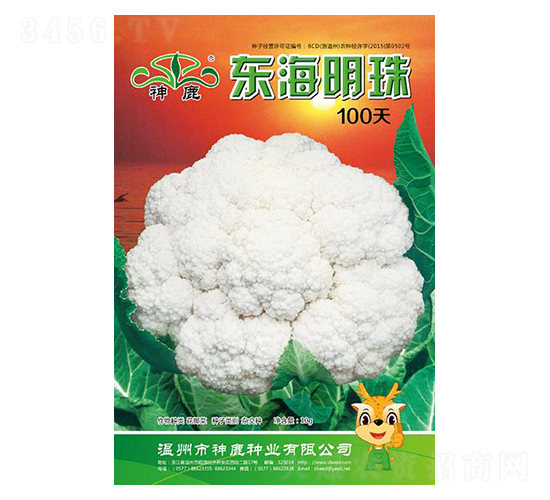 æ±æµ·æ˜Žç 100å¤©-èŠ±æ¤°èœç¨®å­-ç¥žé¹¿ç¨®æ¥­(yÃ¨)