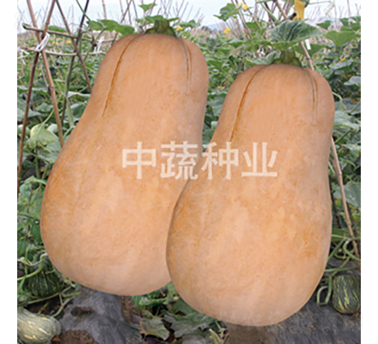 北蜜2號(hào)南瓜-南瓜種子-中蔬種業(yè)