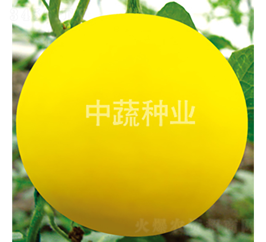 金冠一號(hào)-西瓜種子-中蔬種業(yè)