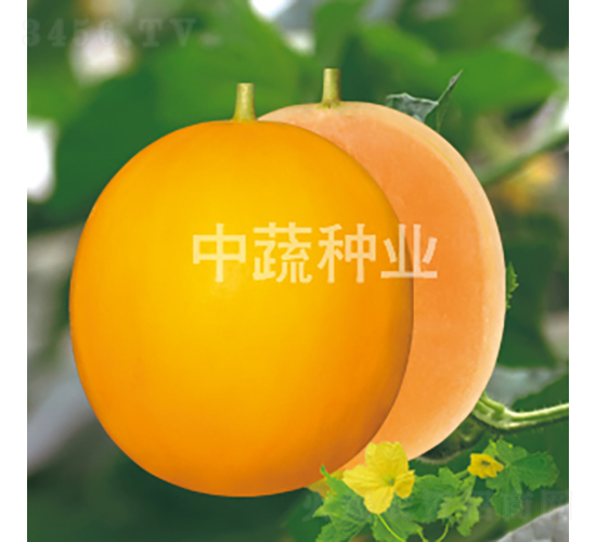 中蜜198-甜瓜種子-中蔬種業(yè)