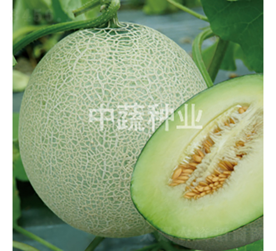 帥果5號-甜瓜種子-中蔬種業(yè)