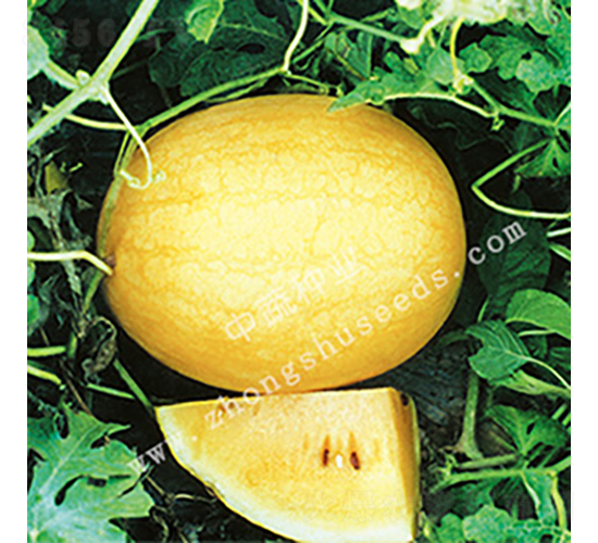 é‡‘å¸¥2è™Ÿ(hÃ o)-ç”œç“œç¨®å­-ä¸­è”¬ç¨®æ¥­(yÃ¨)