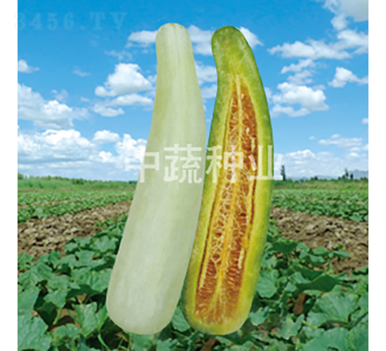 精選羊角蜜-甜瓜種子-中蔬種業(yè)