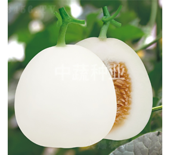 白蜜29-甜瓜種子-中蔬種業(yè)