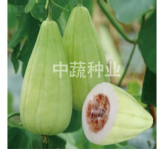 èµ¤å­ç‰›-ç”œç“œç¨®å­-ä¸­è”¬ç¨®æ¥­(yÃ¨)