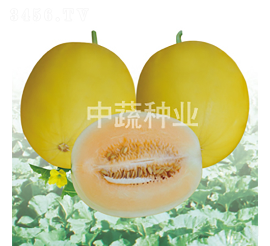 IVF117-甜瓜種子-中蔬種業(yè)