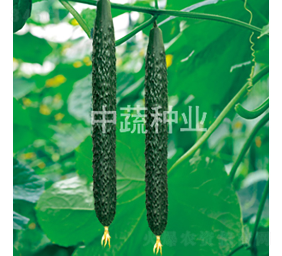 中農18號-黃瓜種子-中蔬種業(yè)