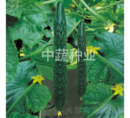 中農(nóng)118號(hào)-黃瓜種子-中蔬種業(yè)