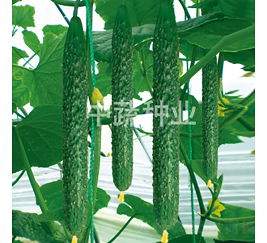 中農(nóng)28號-黃瓜種子-中蔬種業(yè)