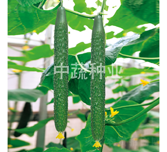 中農(nóng)38號(hào)-黃瓜種子-中蔬種業(yè)