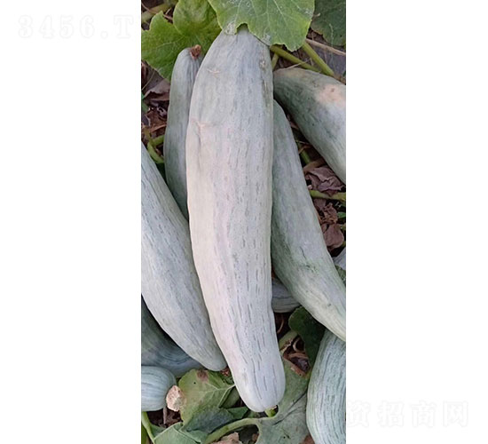 貴夫人一號南瓜種子-華昂農(nóng)業(yè)