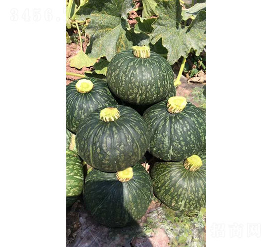 奧克蘭（新西蘭）南瓜種子-華昂農(nóng)業(yè)