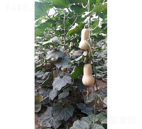 王妃南瓜種子-華昂農(nóng)業(yè)