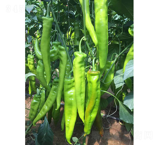 華昂新秀尖椒種子-華昂農業(yè)