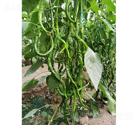 華昂細(xì)隴（2115）尖椒種子-華昂農(nóng)業(yè)