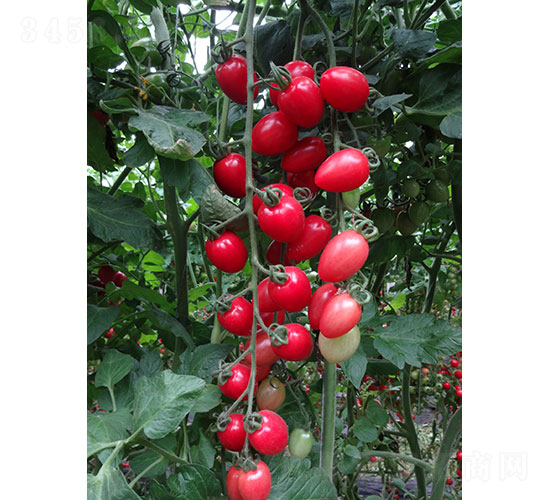 ç²‰ç¦§æ«»æ¡ƒç•ªèŒ„ç¨®å­-è¯æ˜‚è¾²(nÃ³ng)æ¥­(yÃ¨)