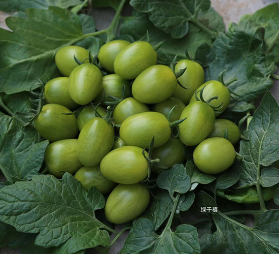 綠千禧櫻桃番茄種子-華昂農業(yè)