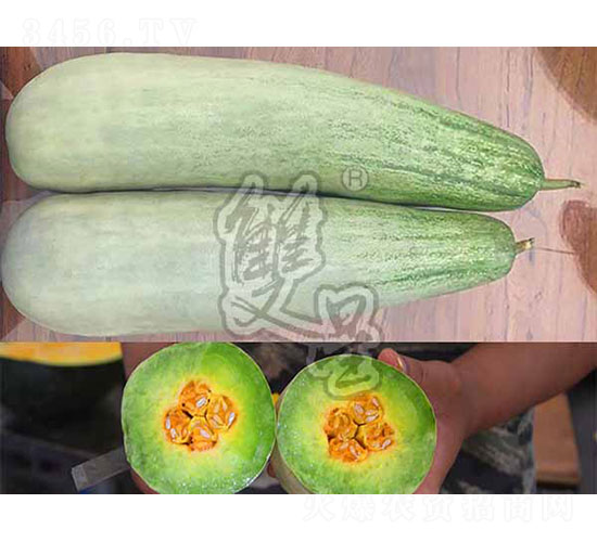 驚喜-甜瓜種子-雙星種業(yè)