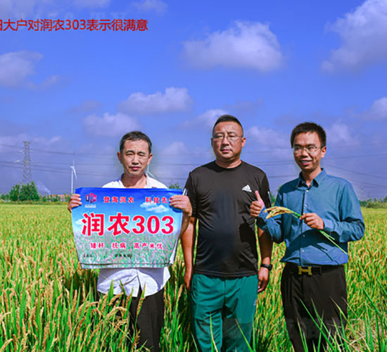 潤(rùn)農(nóng)303-水稻種子-登海潤(rùn)農(nóng)