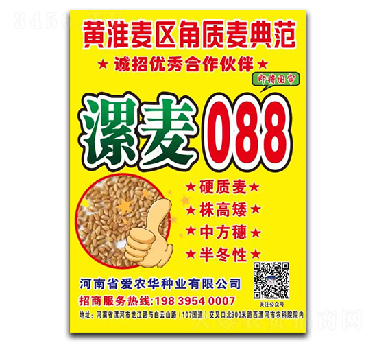 漯麥088-小麥種子-愛農華種業(yè)