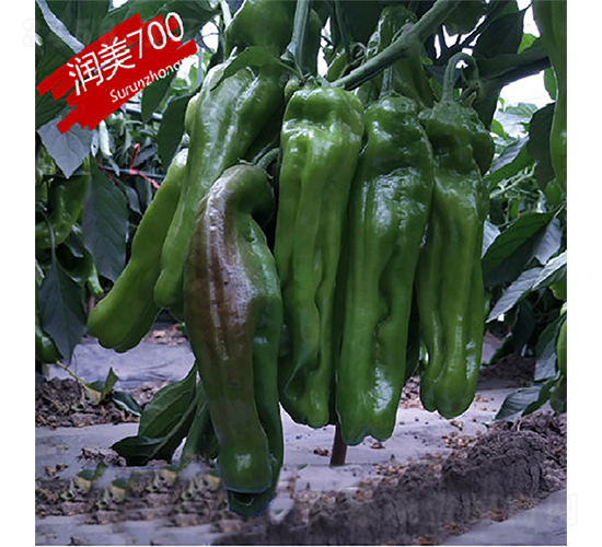 蘇潤700-辣椒種子-蘇潤種業(yè)