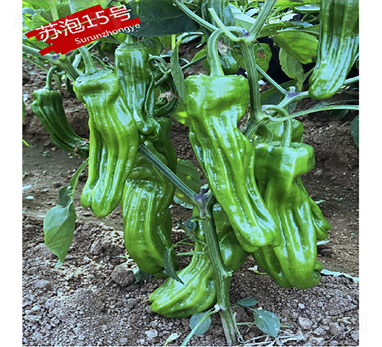 蘇泡15號-辣椒種子-蘇潤種業(yè)