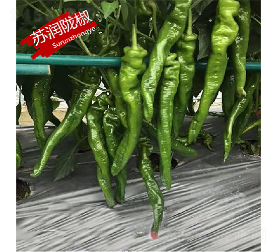 蘇潤隴椒-辣椒種子-蘇潤種業(yè)