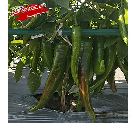 極早尖椒王1號(hào)-辣椒種子-蘇潤種業(yè)