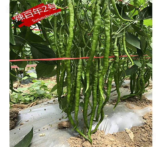 辣百年2號-辣椒種子-蘇潤種業(yè)