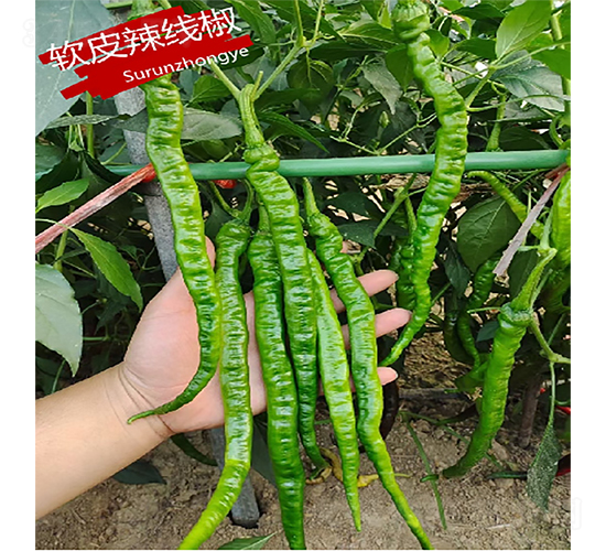 軟皮辣線椒-辣椒種子-蘇潤種業(yè)