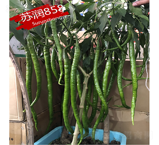 蘇潤858-辣椒種子-蘇潤種業(yè)