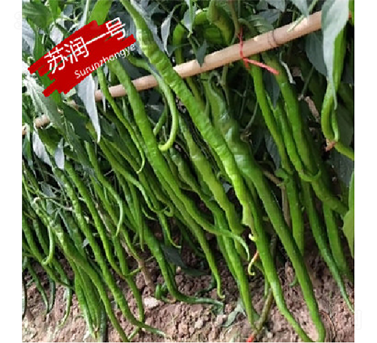 蘇潤(rùn)一號(hào)-辣椒種子-蘇潤(rùn)種業(yè)