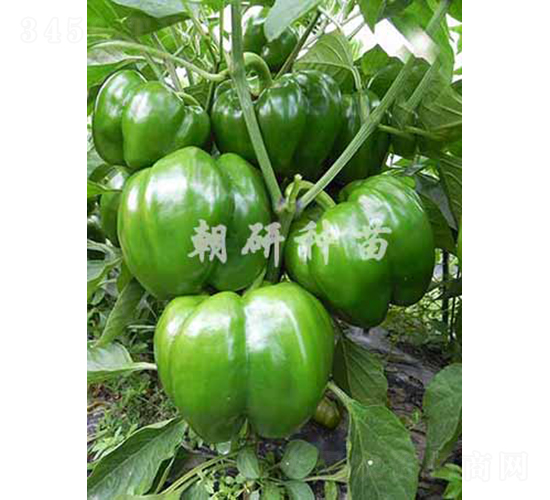 æ´¥ç¦85-11-ç”œæ¤’ç¨®å­-æœç ”ç¨®è‹—