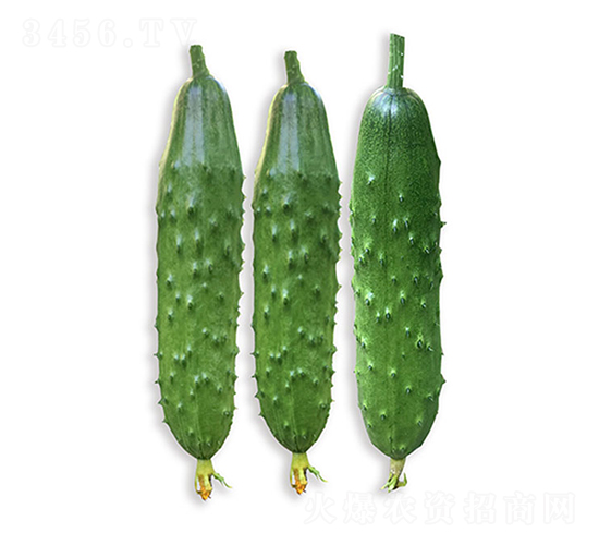 依農(nóng)綠甜8號(hào)-黃瓜種子-依農(nóng)農(nóng)業(yè)